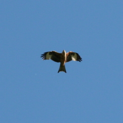 attention le rapace, nous ne sommes pas des charognards!