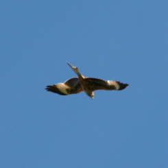 attention le rapace, nous ne sommes pas des charognards!