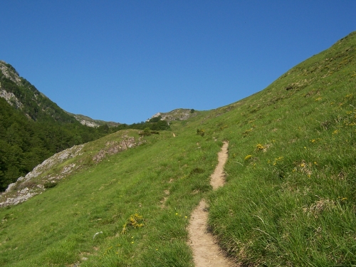Sente de troupeau