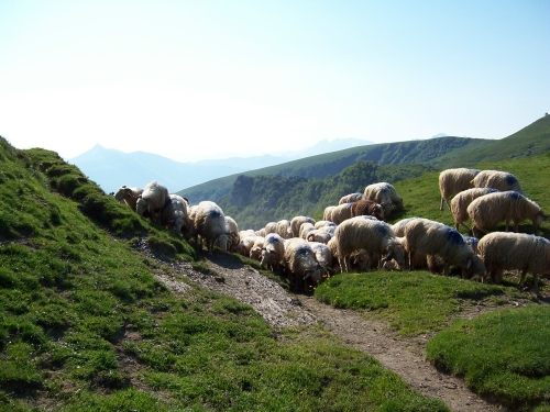Moutons au Col d'Aran